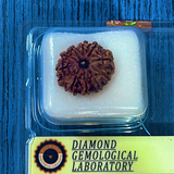 10 Mukhi Nepali Rudraksha Original Certified